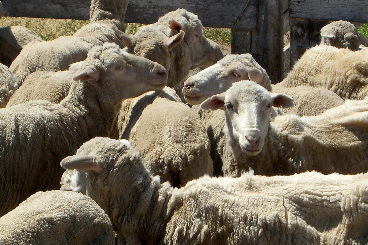 Flock of sheep raised on open Patagonian grassland