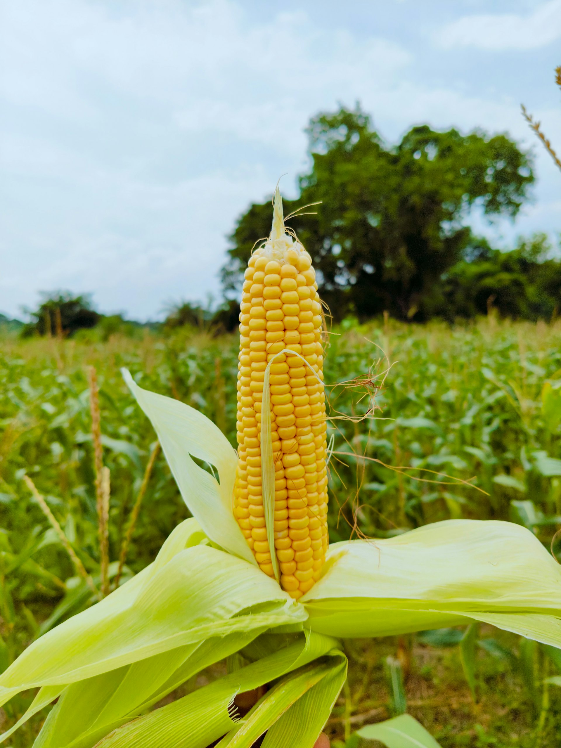 Yellow corn maize field with ripe ears at harvest time